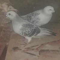 فروش جفت کلاغ بدرنگ