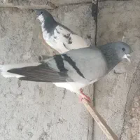 کفتر شهری سبز|پرنده|خشت, |دیوار