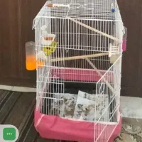 قفس طوطی و عروس هلندی