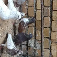 یه جفت کبوتر نامبروان