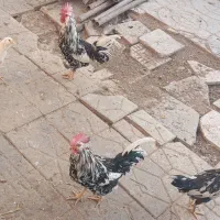 چند عدد خروس گلین