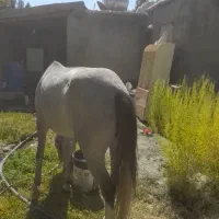 مادیان ۵سال کورد|اسب و تجهیزات اسبسواری|سنندج, |دیوار