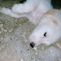 توله سگ ماده پاکوتاه (۷۰۰هزار تومن)