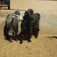 بز بزغاله|حیوانات مزرعه|چادگان, |دیوار