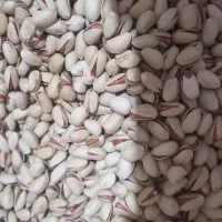 پسته احمدی با کیفیت و نو به شرط