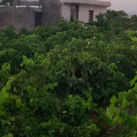 فروش یک قطعه باغ ویلا به مساحت