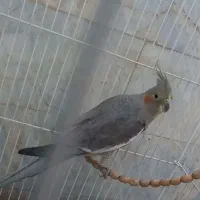 عروس هلندی شیطون