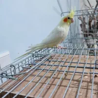 عروس هلندی دوماه،دون خور|پرنده|پردیس, فاز ۴|دیوار