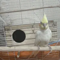 عروس هلندی|پرنده|آبدانان, |دیوار