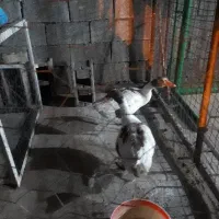 دوعددغاز سفید وسیاه