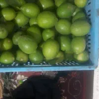 فروش لیموسنگی تازه درجه ۱