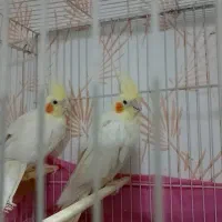 جفت عروس هلندی با جوجه اش