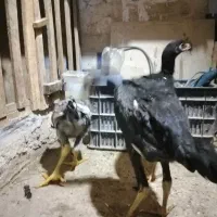 جوجه مرغ وخروس  مشکی وطوسی|حیوانات مزرعه|آق قلا, |دیوار