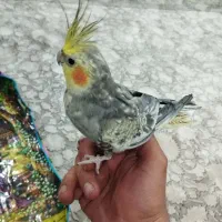 سلام دو عدد عروس هلندی  دستی گل باقالی فروشی