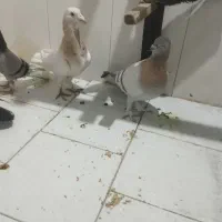 یک جفت کفتر ر یحان|پرنده|ری, شهرک نظامی|دیوار