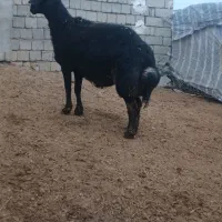 قوچ|حیوانات مزرعه|سارال, |دیوار