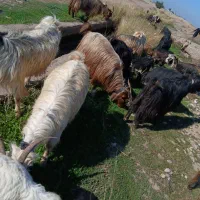 بزوبیگ داشتی درجه یک