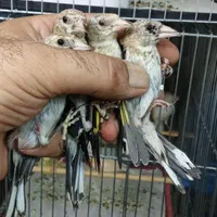 جوجه سهره|پرنده|تهران, اتابک|دیوار