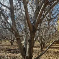 درخت گردو ۲۰ ساله|گل و گیاه طبیعی|تهران, دکتر هوشیار|دیوار