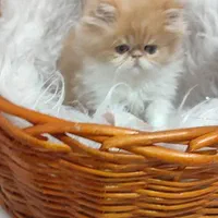 بچه گربه های اسکاتیش بریتیش پرشین iran cats|گربه|قم, آزادگان|دیوار