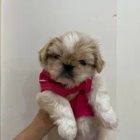 پیکینیز امپریال فوری|سگ|ری, اقدسیه|دیوار