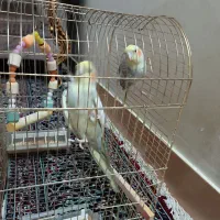 عروس هلندی