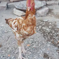 خروس محلی بلوچی دونه ۷۰۰
