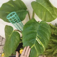 قلم برگ پتوس برگ پهن  زعفرانی