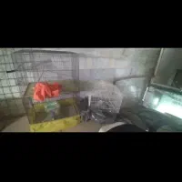 قفس پرنده|لوازم جانبی حیوانات|تهران, وردآورد|دیوار