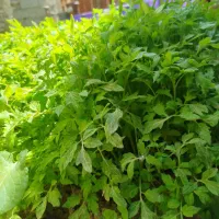 شیتیل گوجه اوربانا