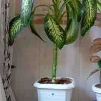 گل دیفن باخیا