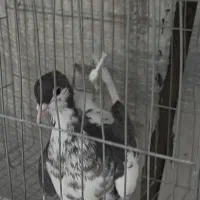 کبوتر‌۴تا.سرکزرد.سرخ‌کاکل.سینه.چپ‌گلدار