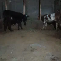 گوساله ماده