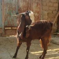 بز نر نجدی و افغانی هیکل درشت|حیوانات مزرعه|بندر ماهشهر, |دیوار