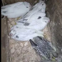 جوجه عروس هلندی سرلاکی نژاد سخنگو