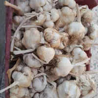فروش سیر توپر درشت