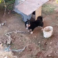 سگ پاکوتاه نر|سگ|بابل, |دیوار