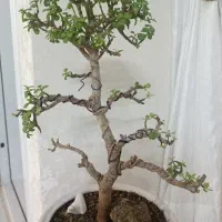 گل بنسای