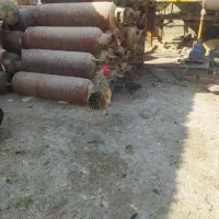 خروس محلی و گلین