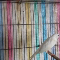 قناری نر مست سفید|پرنده|هرسین, |دیوار