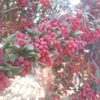 نهال زرشک پریشه|خدمات باغبانی و درختکاری|بیرجند, |دیوار