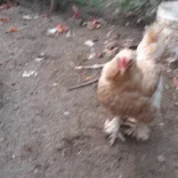 خروس و مرغ برهما یا امپراطور|حیوانات مزرعه|فرح آباد, |دیوار