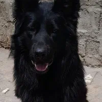 سگ‌ژرمن‌بلک بالغ