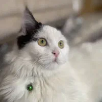 گربه نر پرشین