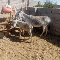 خر یا الاغ