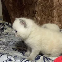 گربه پرشین هیمالین