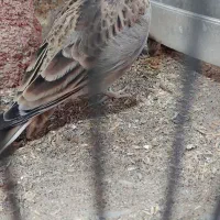 قناری مست بخون|پرنده|تربت جام, حافظ|دیوار