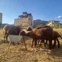 میش جوان افشاری و فشندی