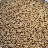 .خریدوفروش جو گندم