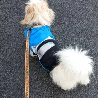 سگ شیتزوتریرفروشی